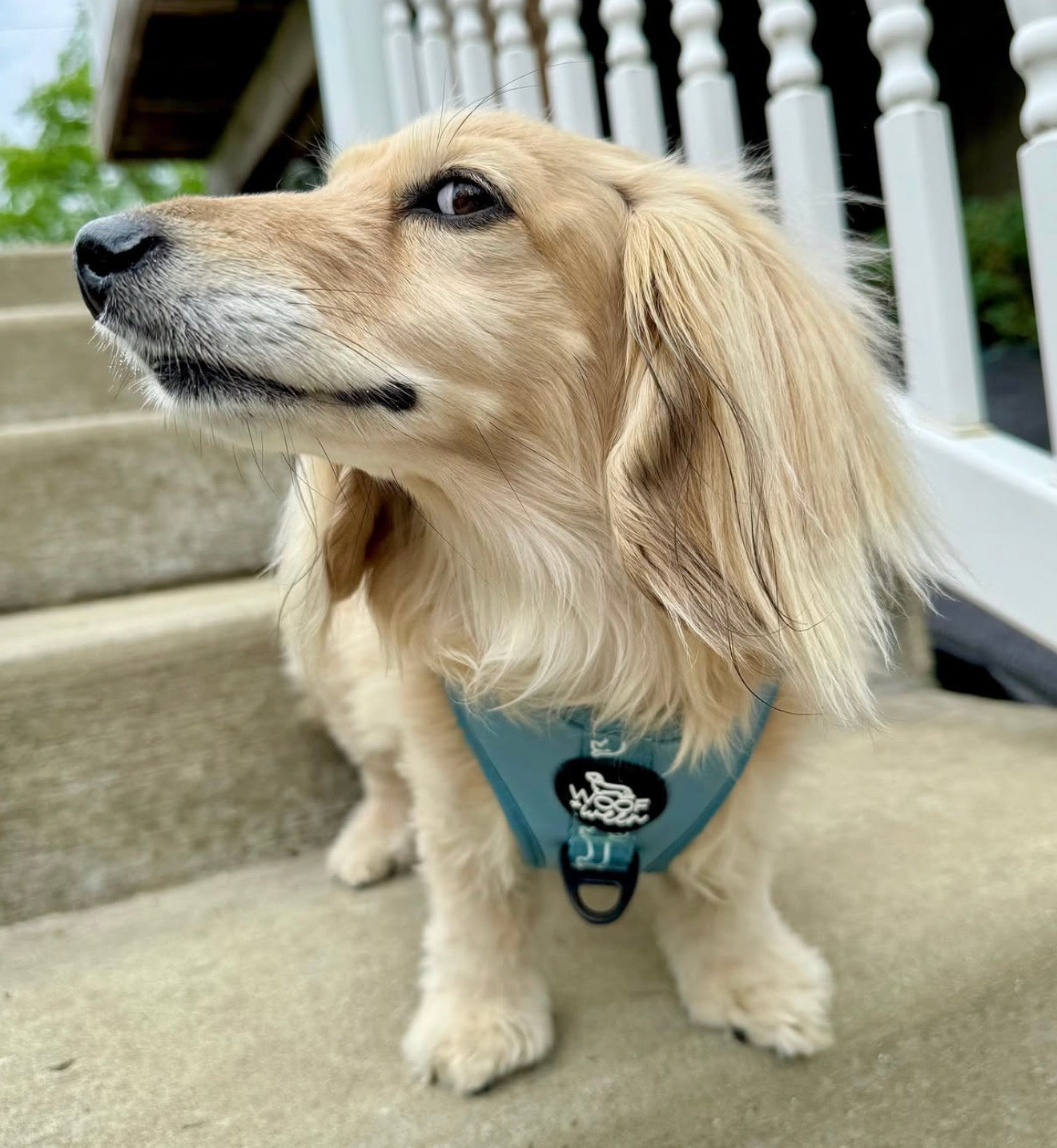 Adjustable Dachshund Harness - Teal Doxies