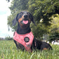 Adjustable Dog Harness - PINK COQUETTE