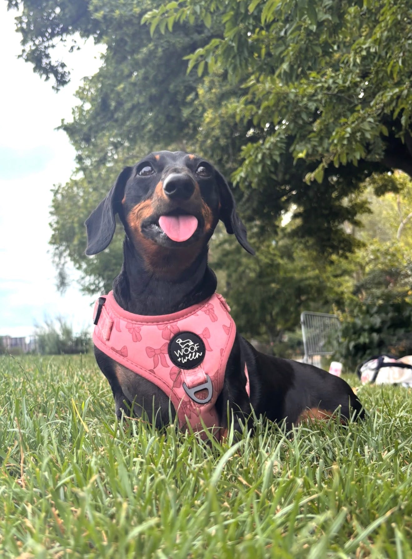 Adjustable Dog Harness - PINK COQUETTE