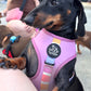 Adjustable Dog Harness - SORBET SUNSET