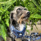 5-piece Bundle - I HEART DACHSHUNDS
