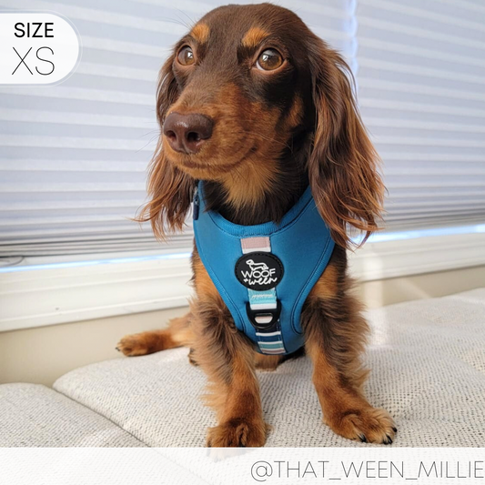 chocolate long haired dachshund wearing a blue and stripe pattern woof and ween dachshund dog harness