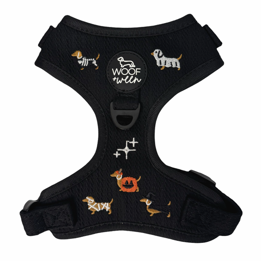 Dachshund wearing black knit Halloweenie Doxies embroidered adjustable harness