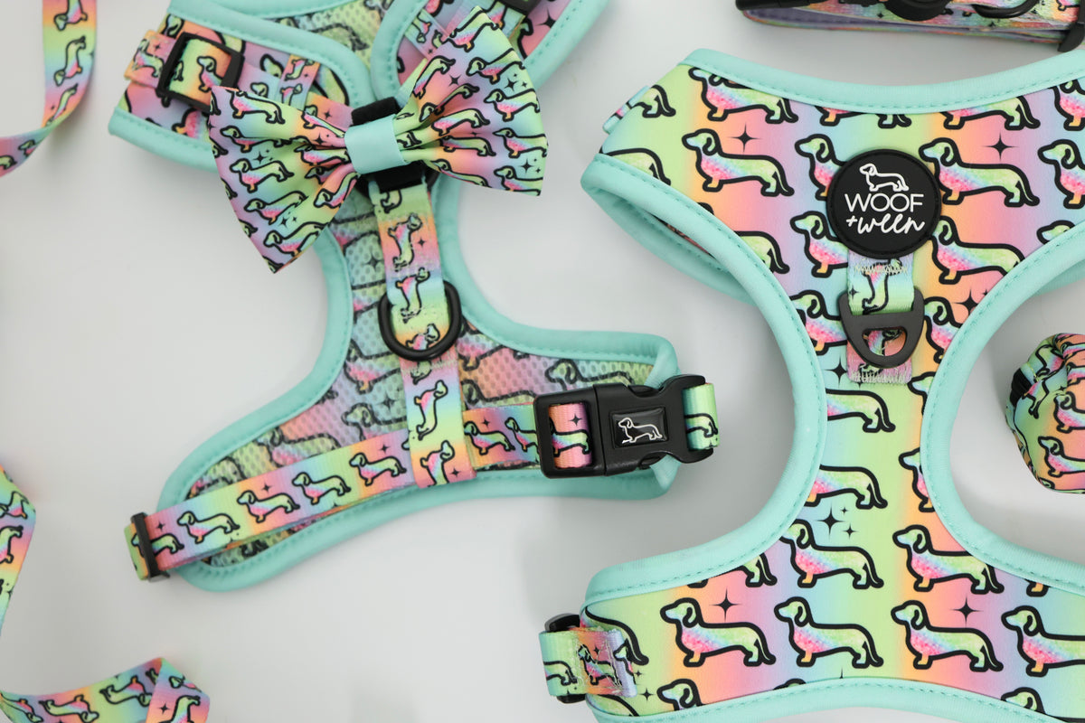 Hot Diggity Dog rainbow bow and collar detail