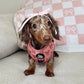 dachshund puppy wearing a pink bow pattern dachshund harness 