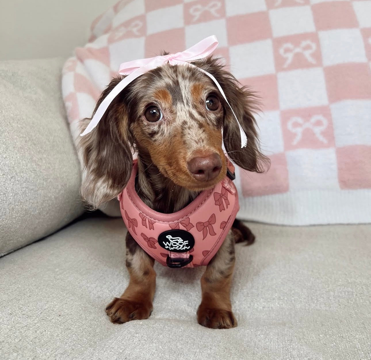 dachshund puppy wearing a pink bow pattern dachshund harness 
