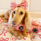 dachshund wearing a pink bow and harness on a bed with pink bow pattern