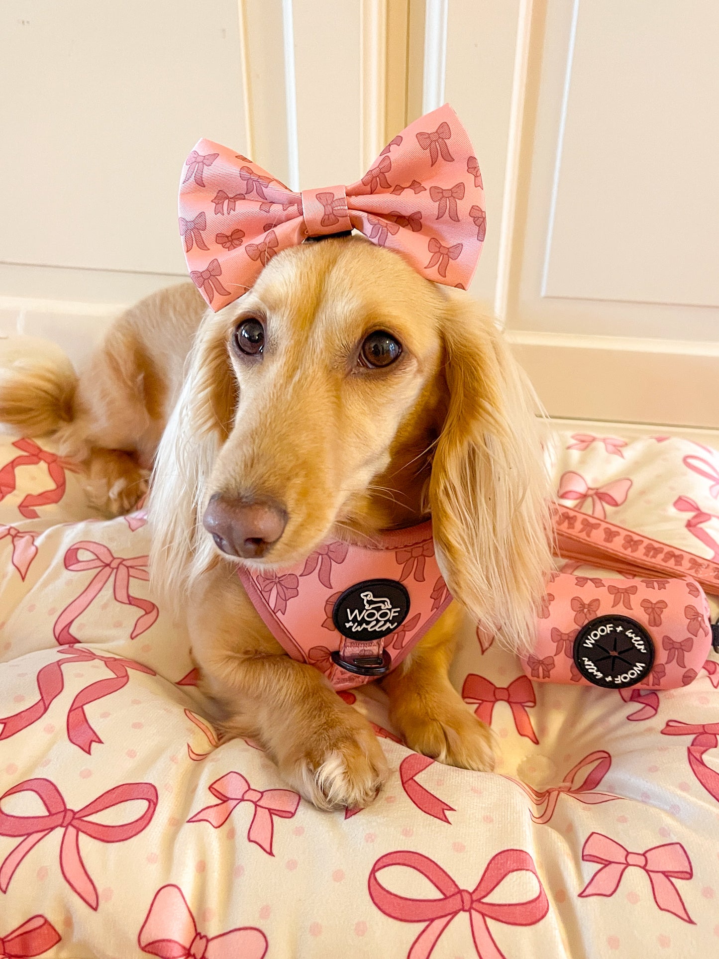 dachshund wearing a pink bow and harness on a bed with pink bow pattern