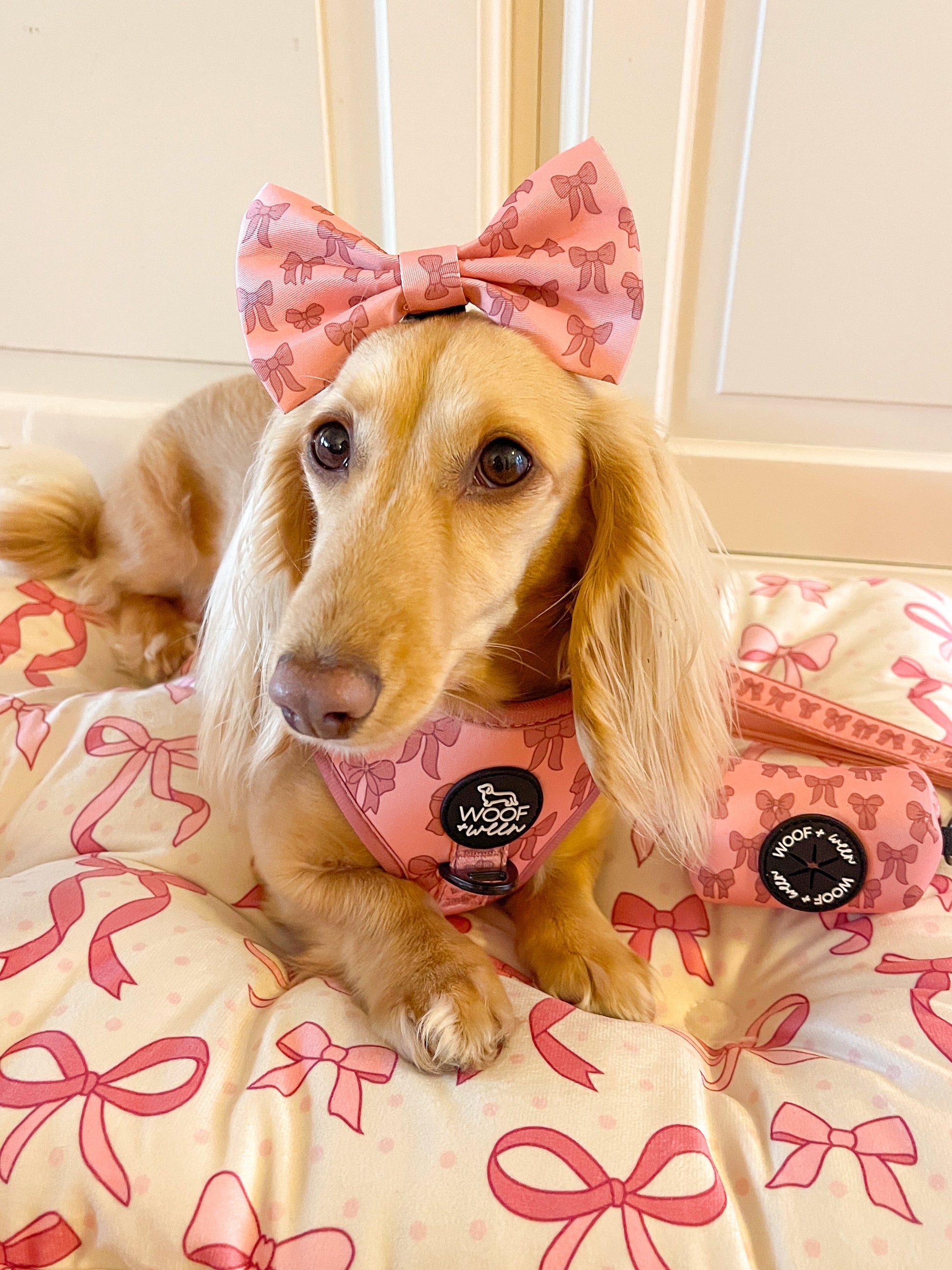 dachshund wearing a pink bow and harness on a bed with pink bow pattern