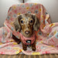 Small doxie puppy wearing a pink harness