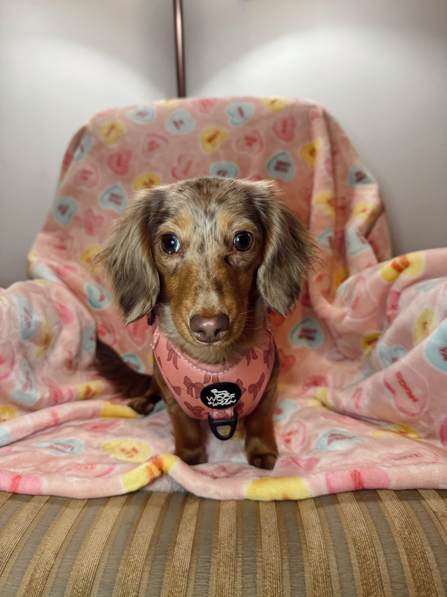Small doxie puppy wearing a pink harness