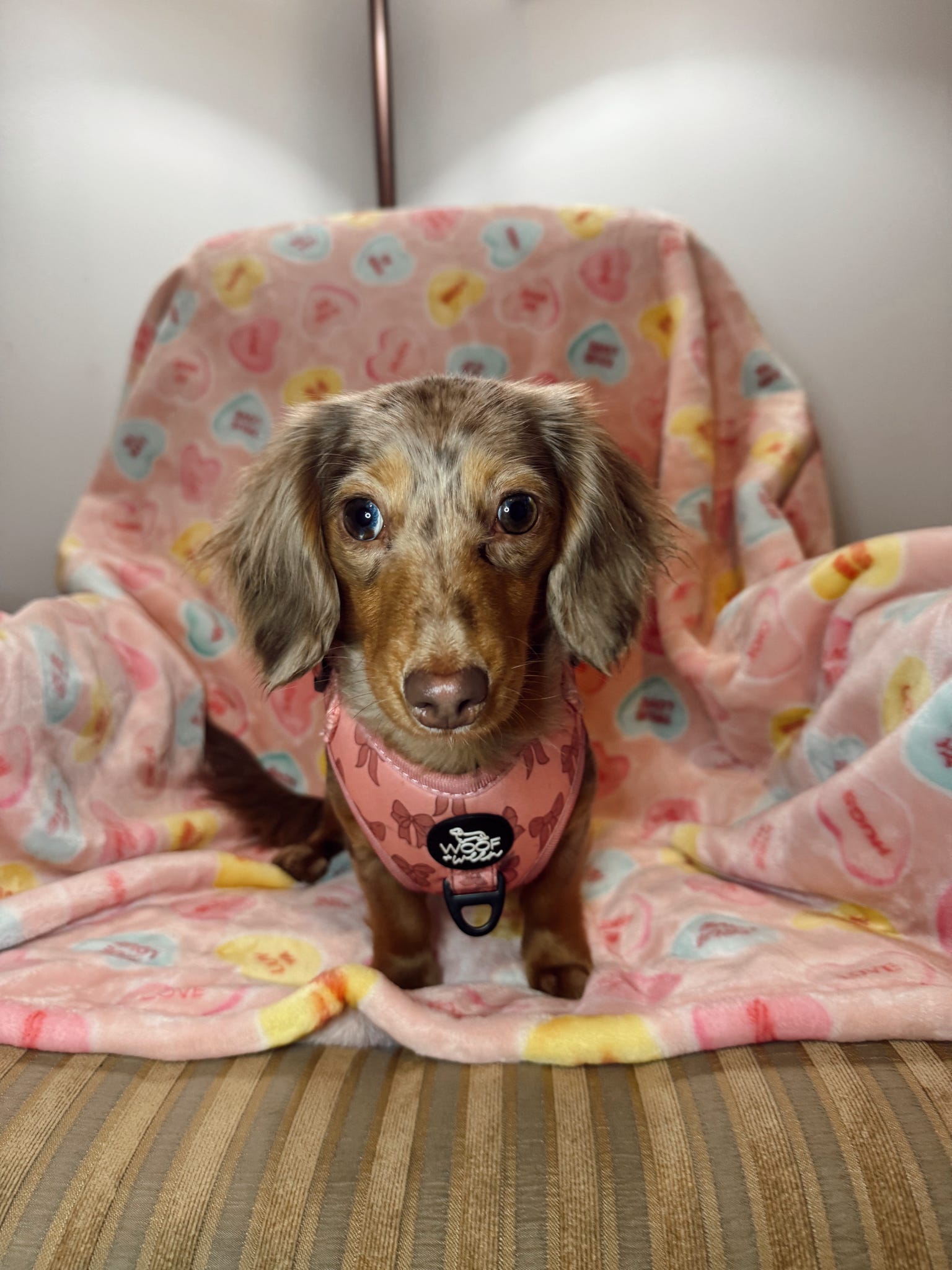 Small doxie puppy wearing a pink harness