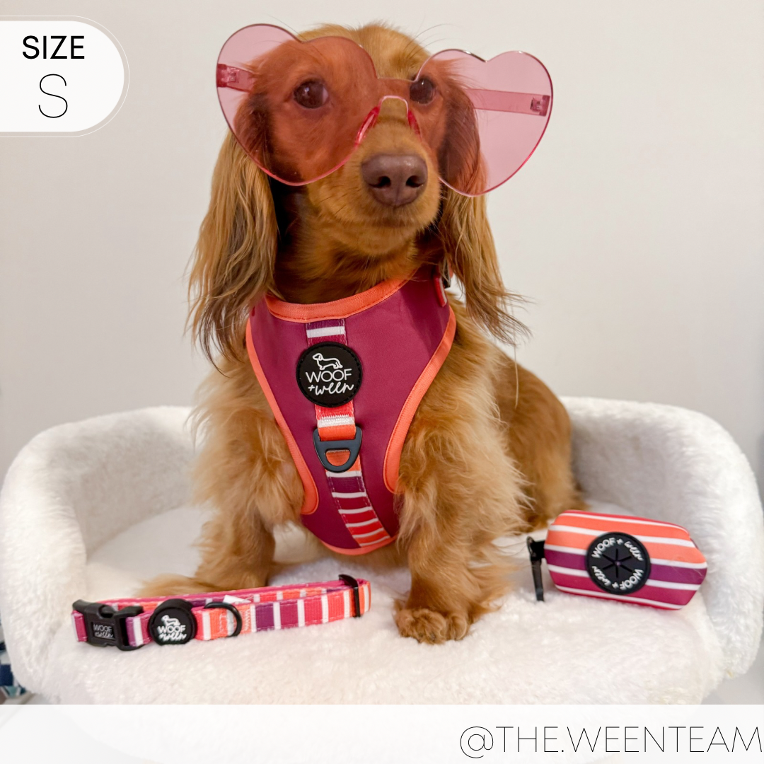 dachshund wearing pink and orange woof+ween dog harness and pink sunglasses