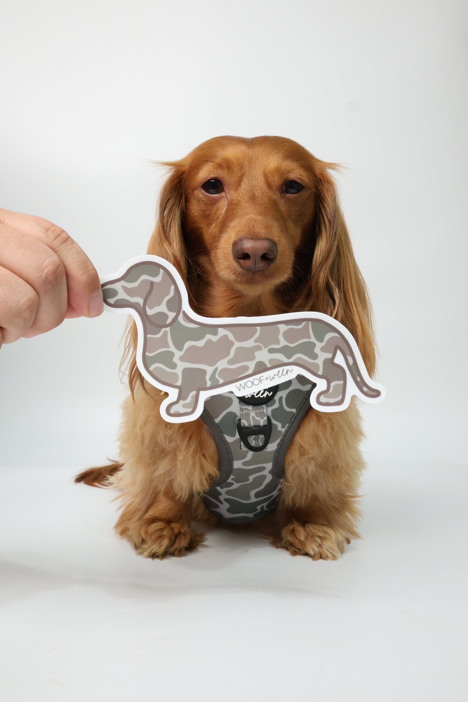 Duck Camo dachshund bumper sticker size comparison