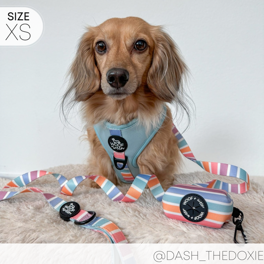 cream dachshund wearing woof+ween light blue and rainbow stripe adjustable dog harness