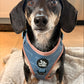 a black and tan dachshund wearing the woof and ween adjustable mamas boy harness
