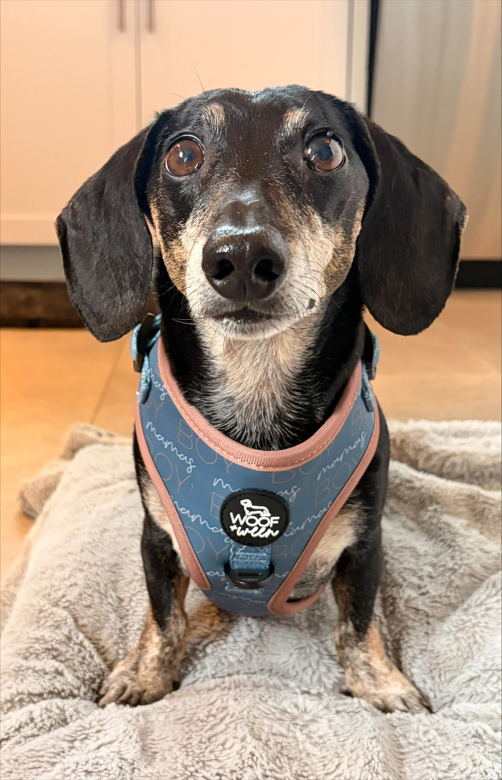 a black and tan dachshund wearing the woof and ween adjustable mamas boy harness