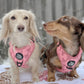 Two dachshunds wearing pink harnesses standing in the snow.