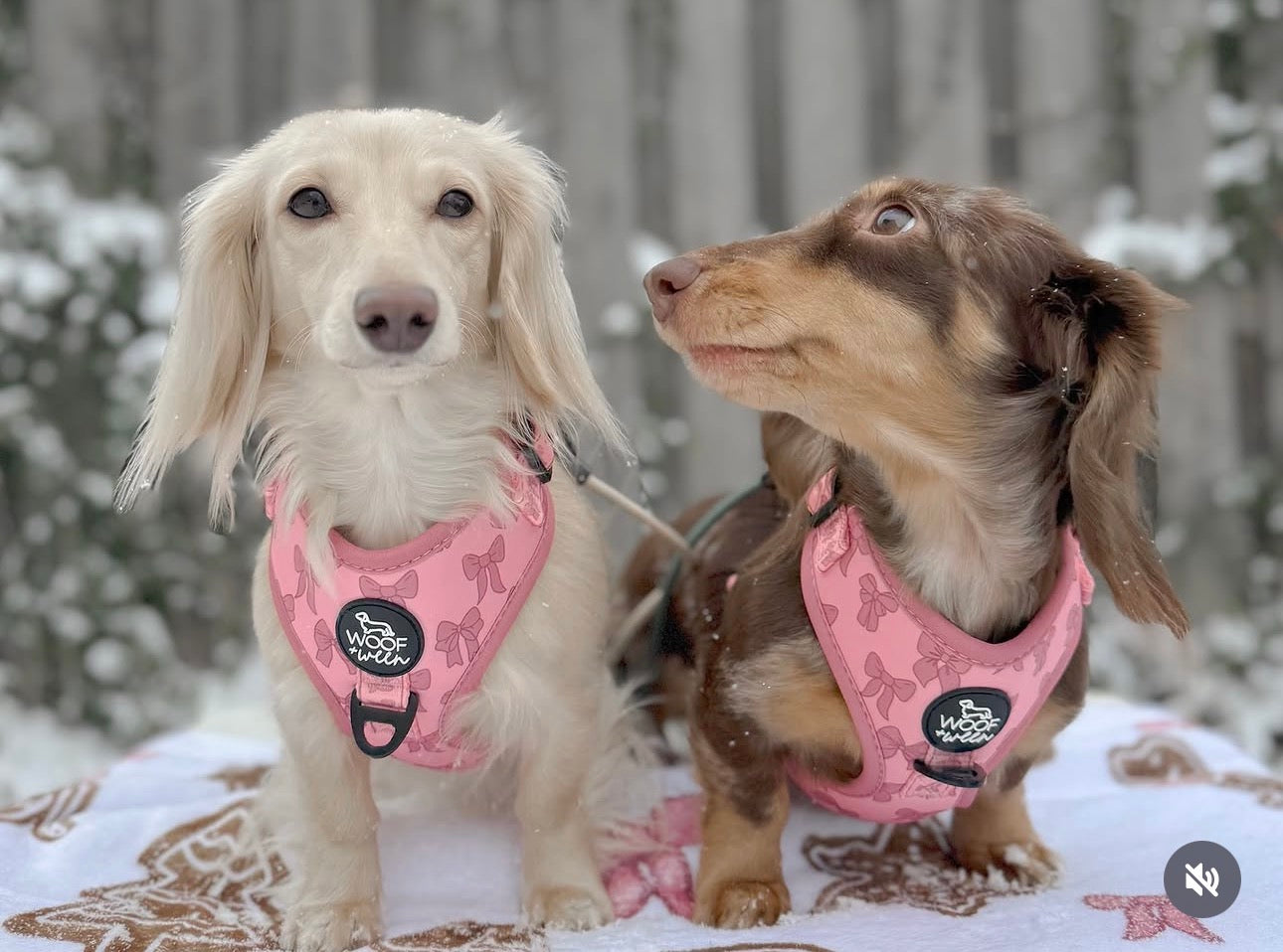 Two dachshunds wearing pink harnesses standing in the snow.
