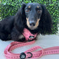 Dog wearing a pink bow harness and leash 
