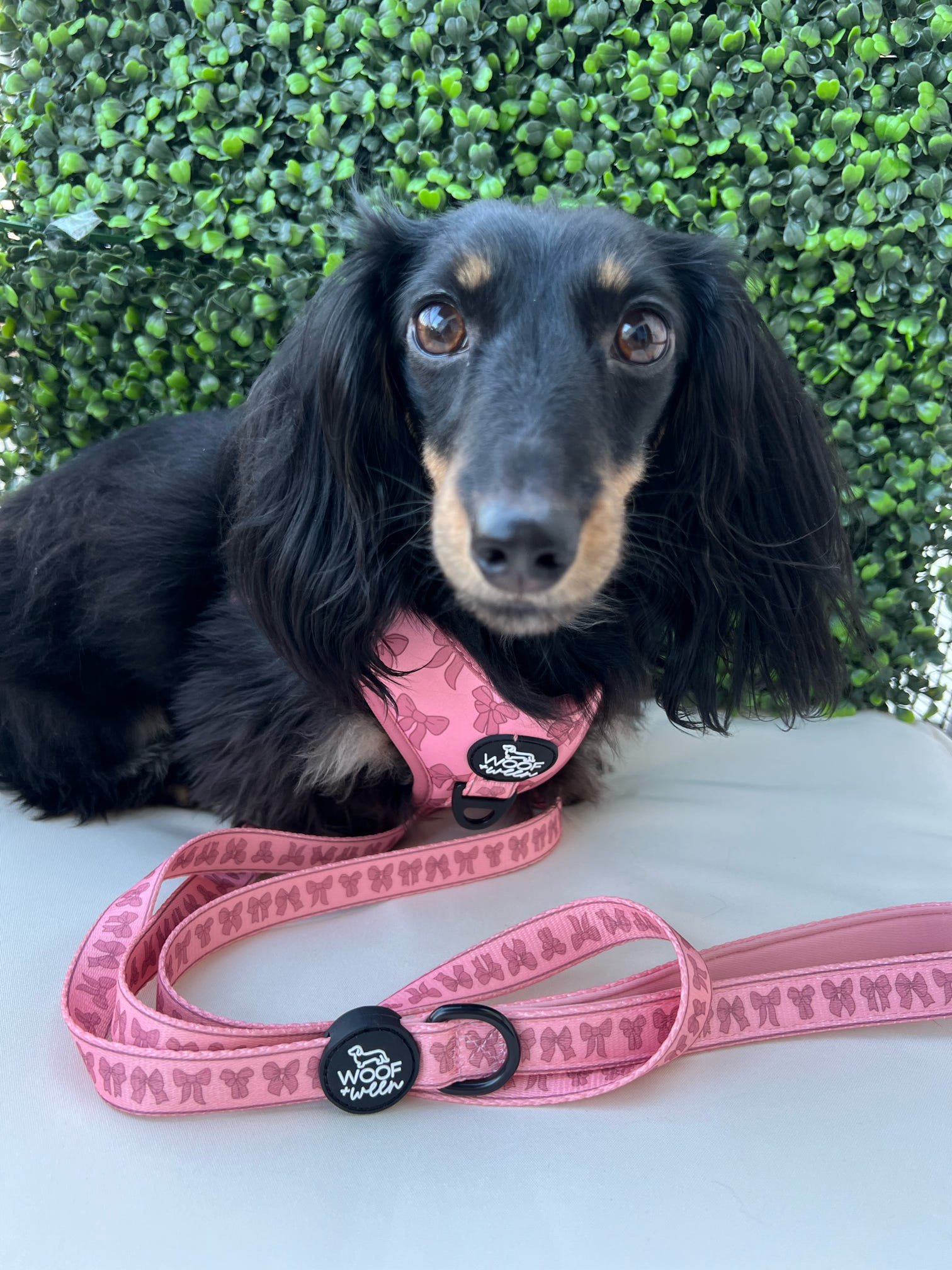 Dog wearing a pink bow harness and leash 