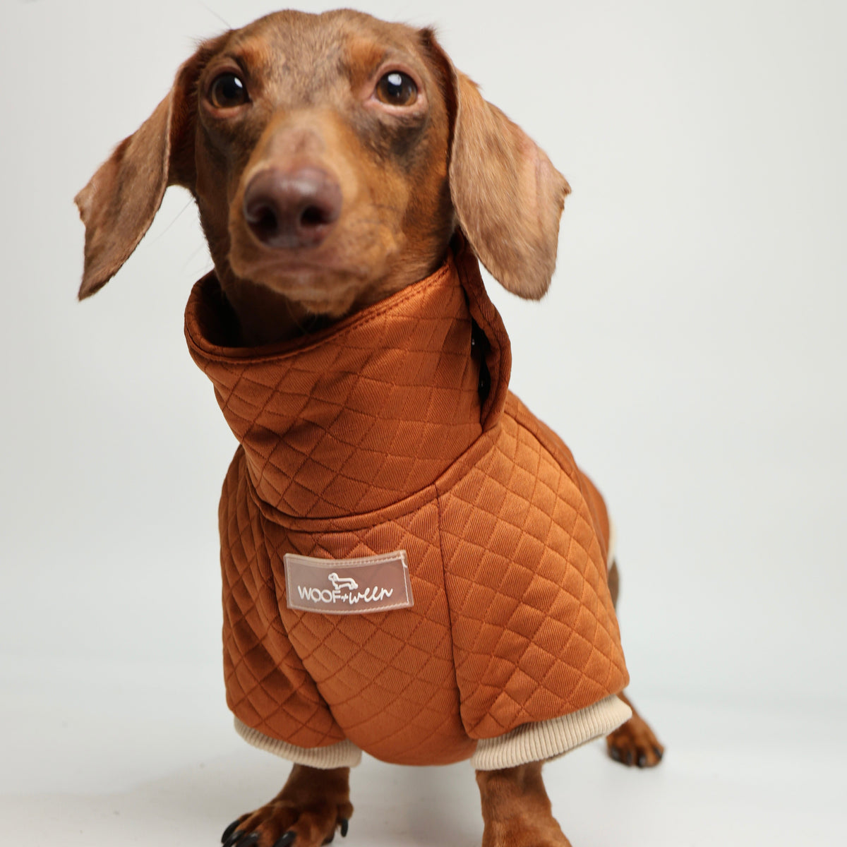A brown dachshund wearing a quilted rust-orange dog coat with a high collar and a small 'Miss Trufflin'' brand patch on the front, photographed against a plain light gray studio background.