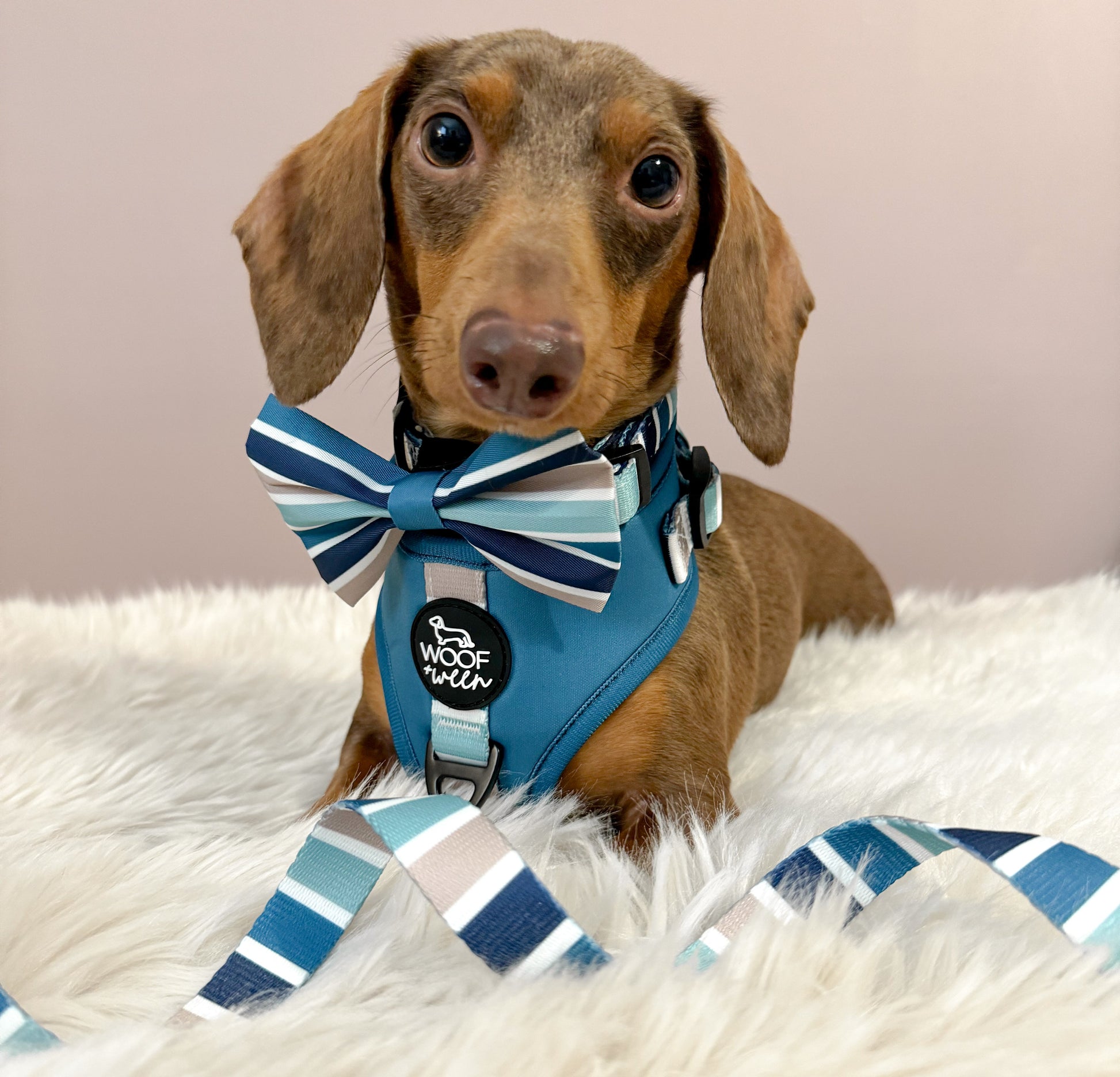 blue striped dachshund harness on mini doxie puppy