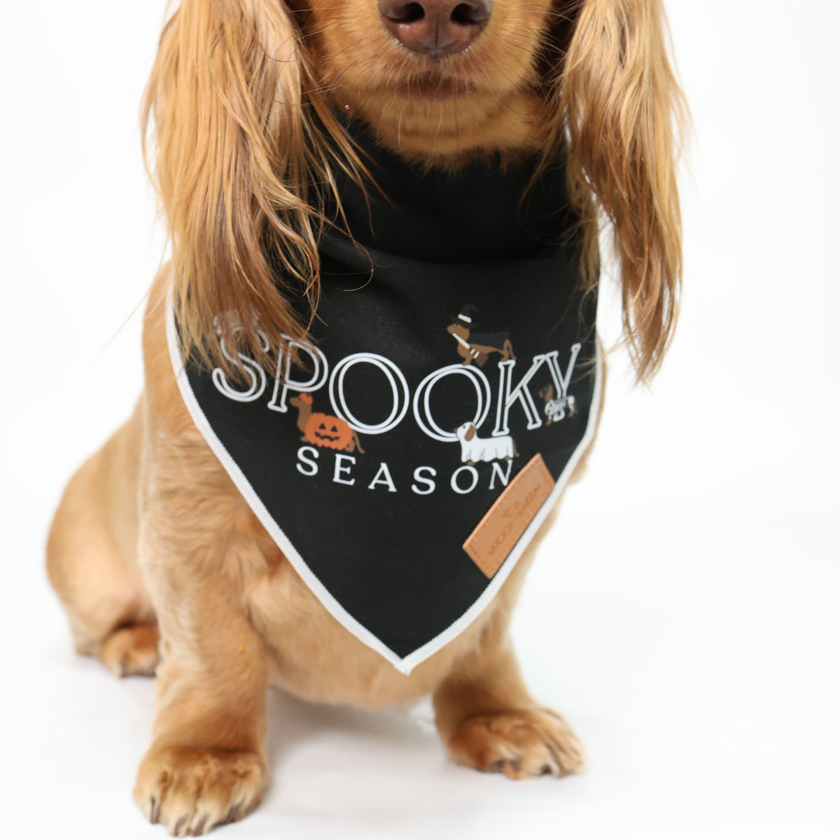 dachshund wearing a black bandana with 'SPOOKY SEASON' printed in white with halloween themed dachshunds