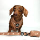 Sweater Weather dachshund harness bundle in taupe knit with cream embroidered doxies, view 3
