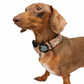 Sweater Weather knit doxie collar with embroidered wiener dogs, view 2