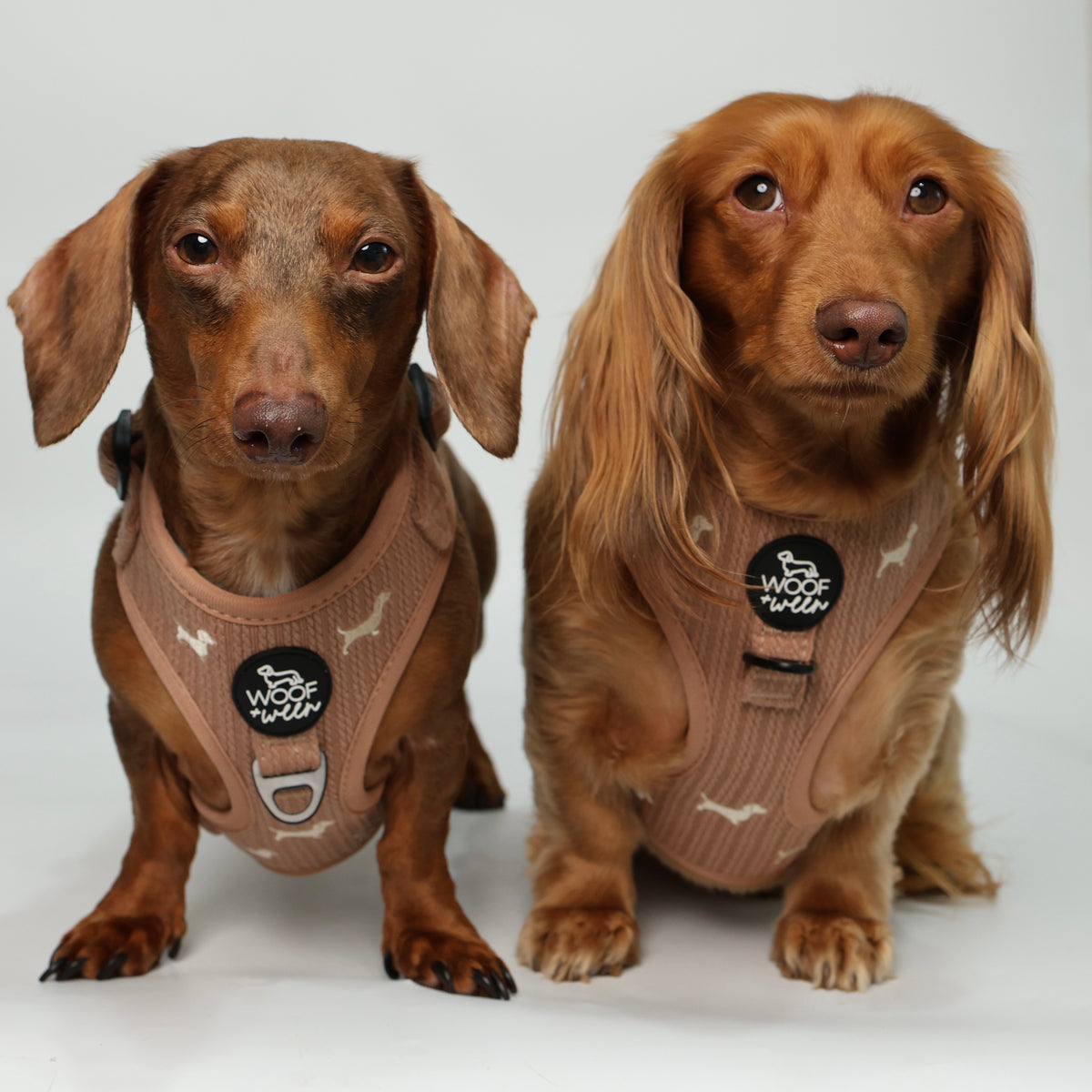 Sweater Weather ultimate dachshund bundle with tan sherpa coat and matching knit harness, leash, collar and waste bag holder, view 2