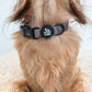 dachshund wearing a brown western pattern collar from woof and ween