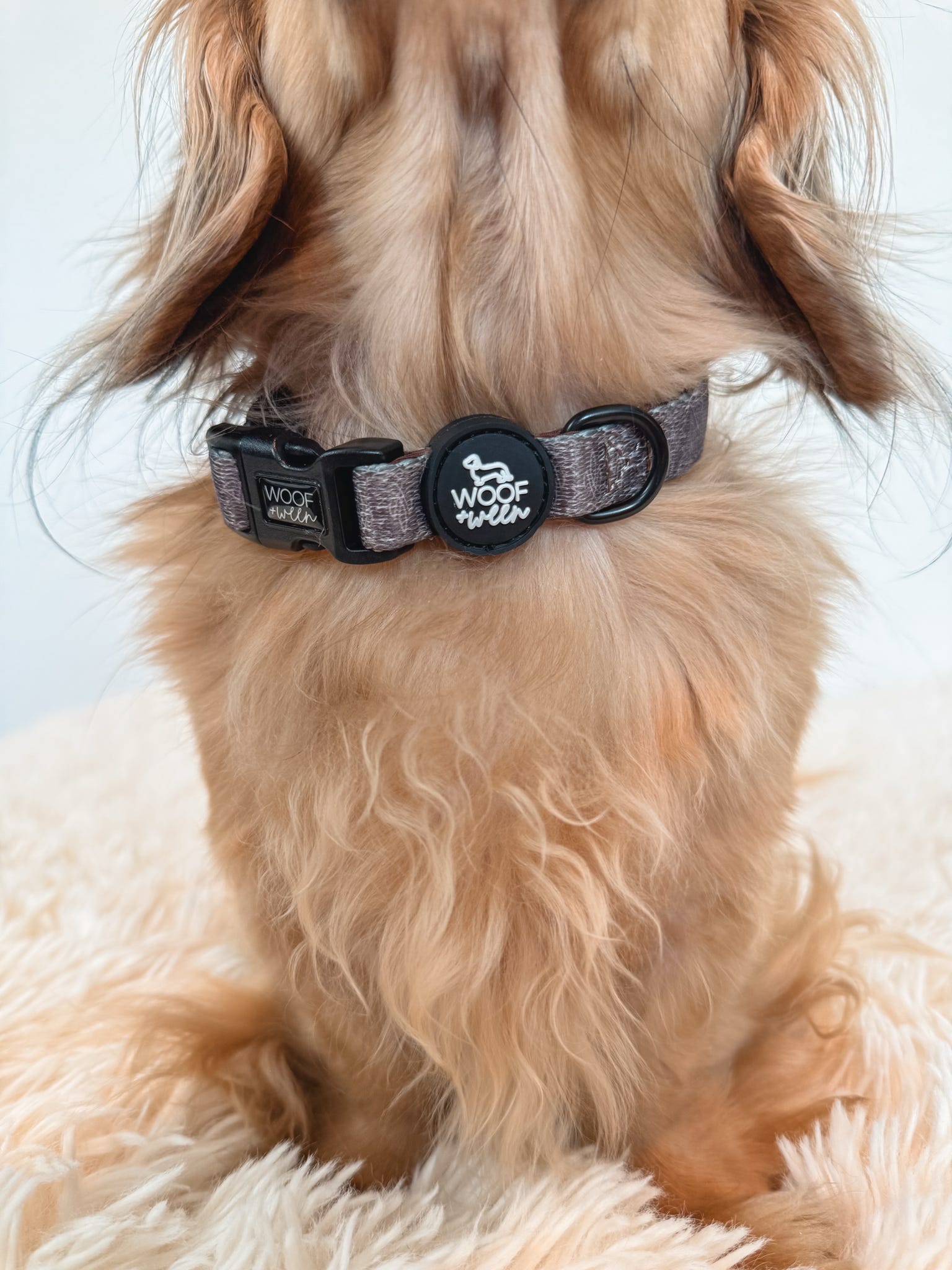 dachshund wearing a brown western pattern collar from woof and ween