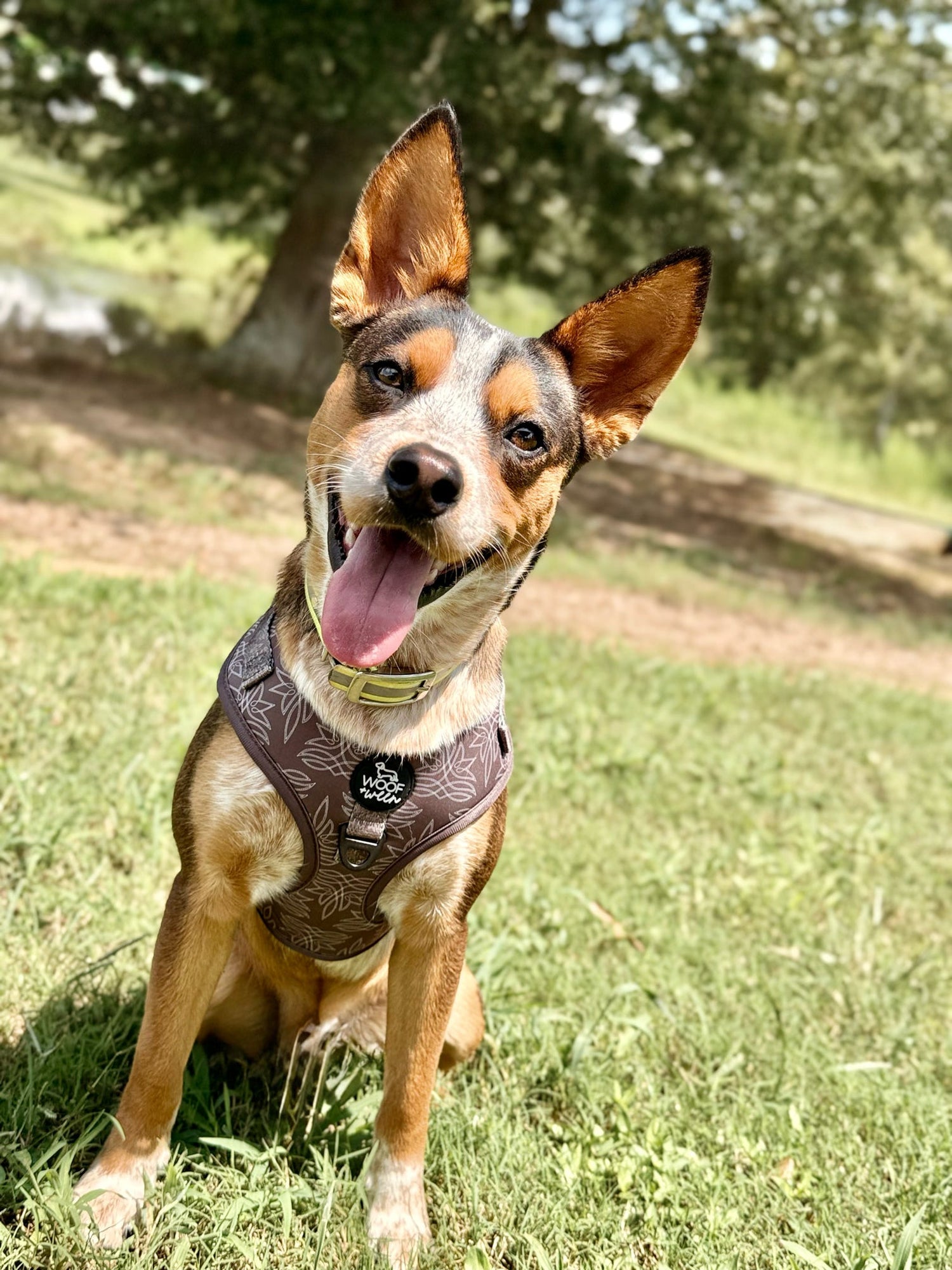 Dog wearing a harness sitting on grass with trees in the background