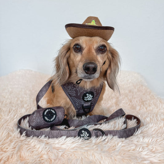 long haired dachshund wearing brown western cowboy woof+ween dog harness