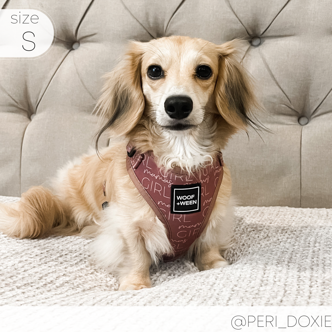 cream dachshund puppy wearing mauve mamas girl pattern woof+ween dachshund harness