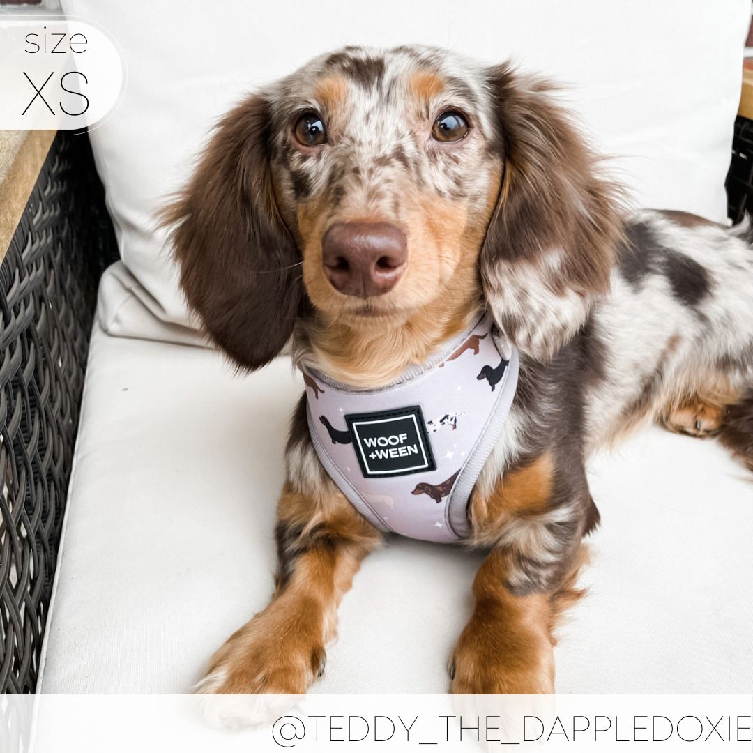 dapple dachshund wearing woof+ween dachshund pattern tan dachshund harness