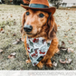 Bandana - SANTA PAWS